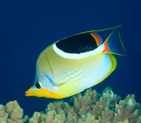 Ikan Laut: Panduan Lengkap untuk Pemula