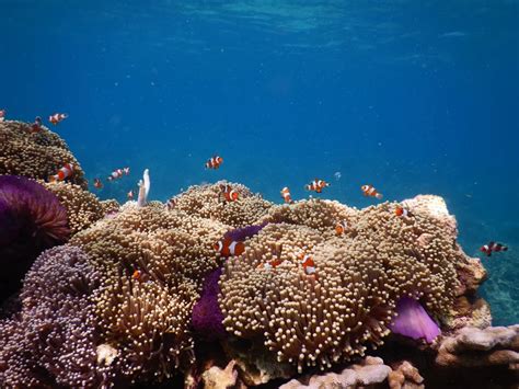 Ikan Laut: Ancaman dan Pelestariannya